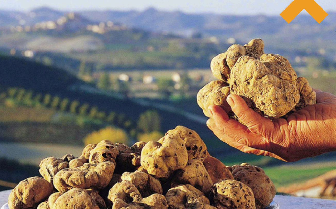 Tartufo bianco pregiato con paesaggio delle Marche